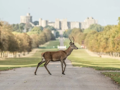 Castle Hotel Windsor autumn getaways