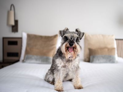 Dog on a bed in hotel room