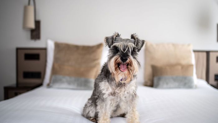 Dog on a bed in hotel room