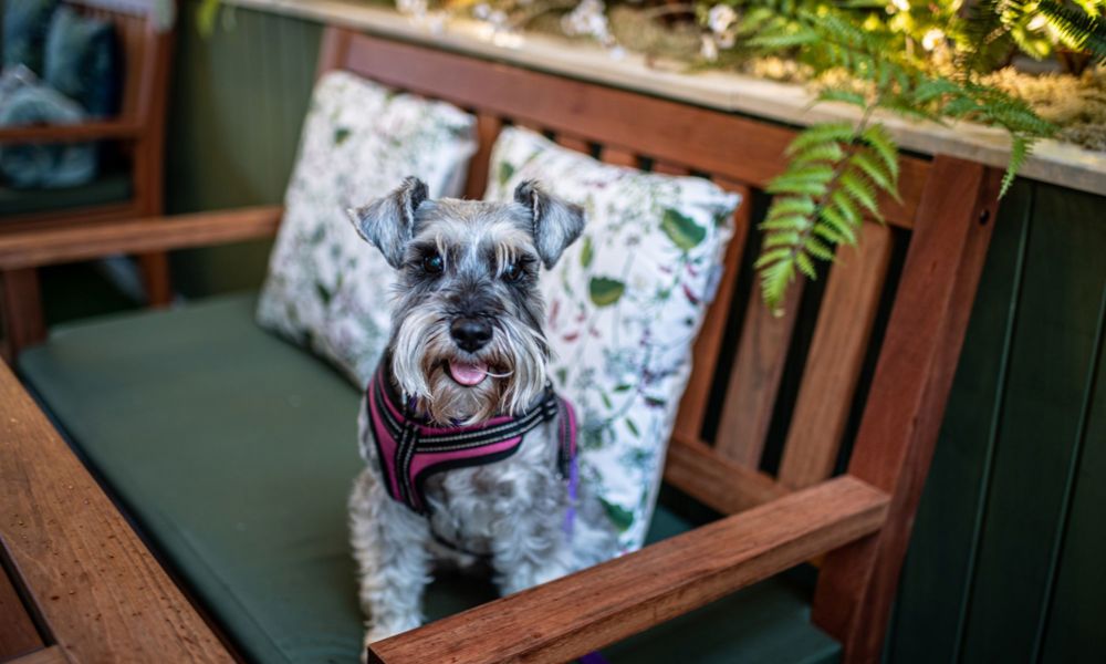 Dog on a bench