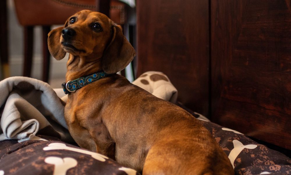 Dog-friendly stays
