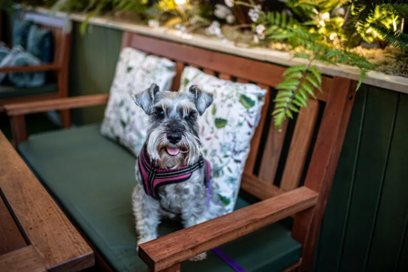 Dog on bench in LEAF