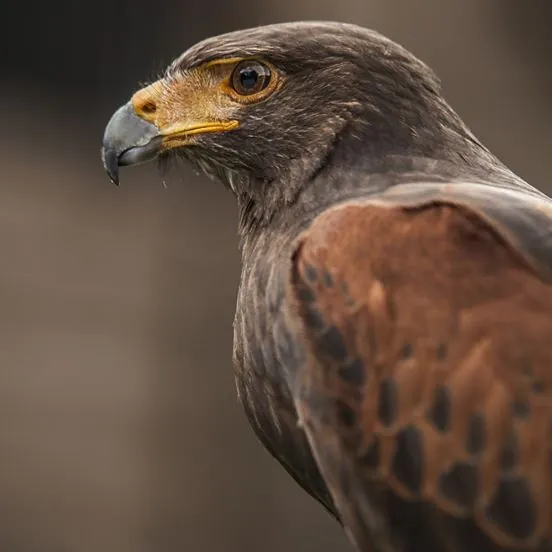 Walks with Hawks Cheltenham